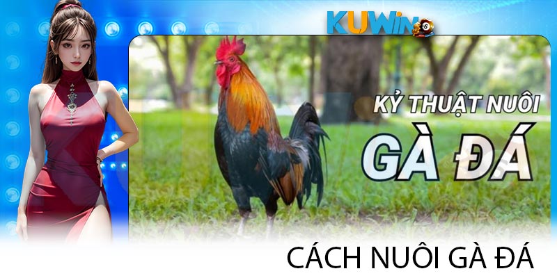 Chi Tiết Cách Nuôi Gà Đá Mà Kê Thủ Cần Nên Áp Dụng